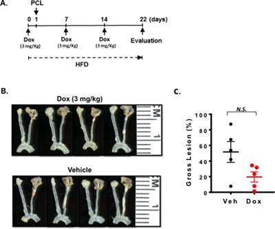 Developing a Reliable Mouse Model for Cancer Therapy-Induced Cardiovascular Toxicity in Cancer Patients and Survivors